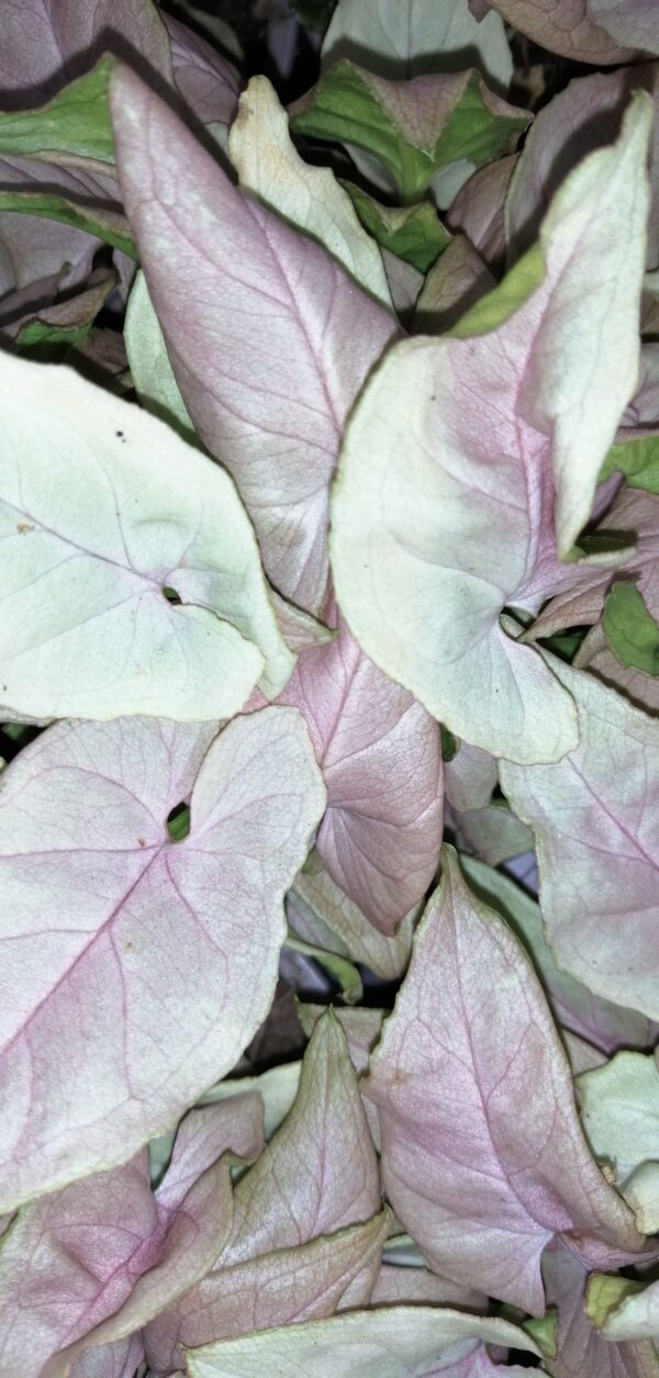 Syngonium podophyllum Neon Robusta Special