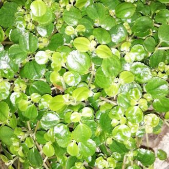 Peperomia bangroana