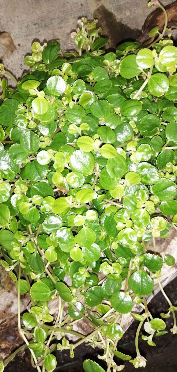 Peperomia bangroana
