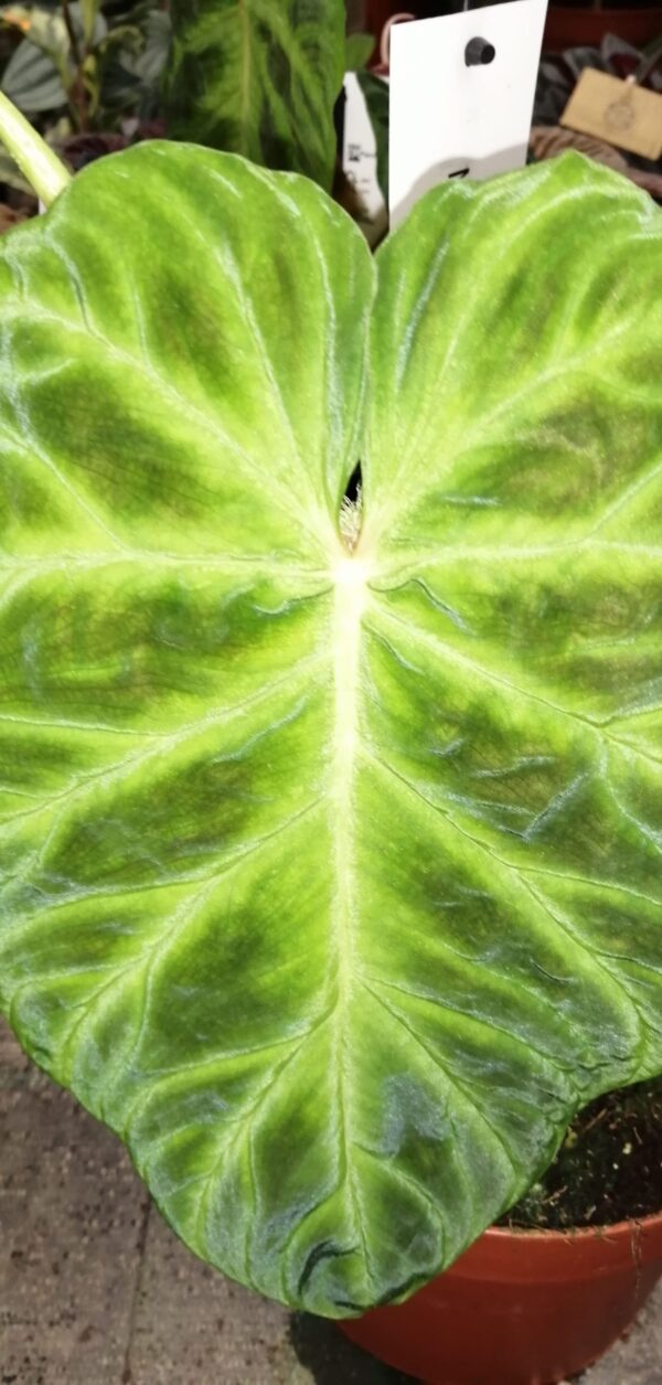 Philodendron verrucosum Giant leaf