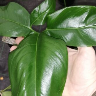 Philodendron Green Wonder