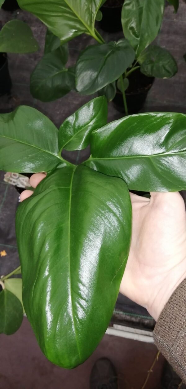 Philodendron Green Wonder