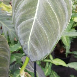 Philodendron melanochrysum