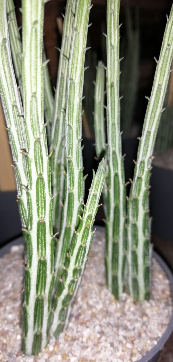 Senecio stapeliformis