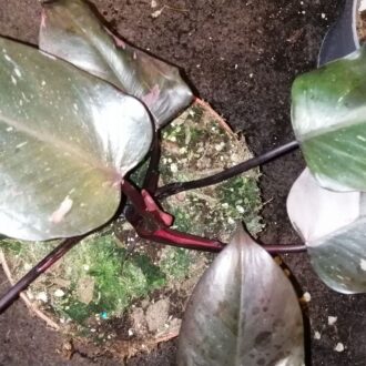 Philodendron Pink Princess