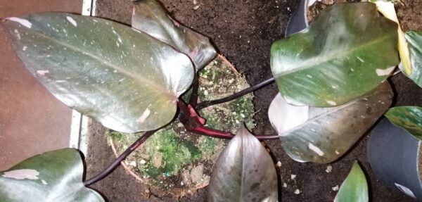 Philodendron Pink Princess