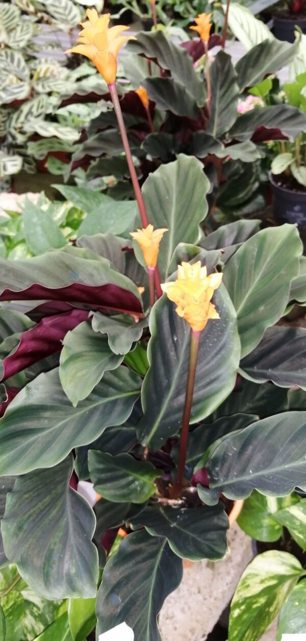 Calathea crocata Tassmania
