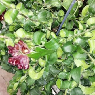 Aeschynanthus Rasta