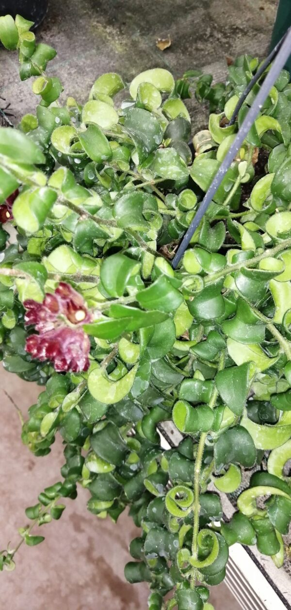 Aeschynanthus Rasta