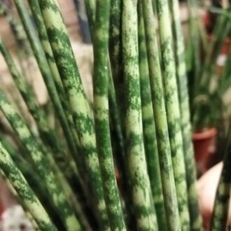 Sansevieria Fernwood Mikado