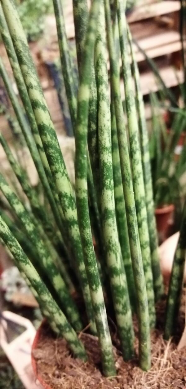 Sansevieria Fernwood Mikado