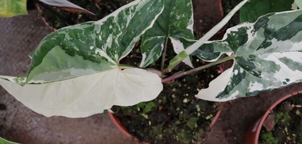 Syngonium Albo variegata