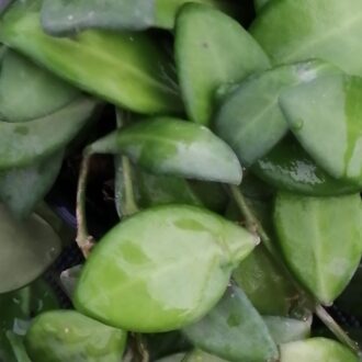 Hoya tsangii