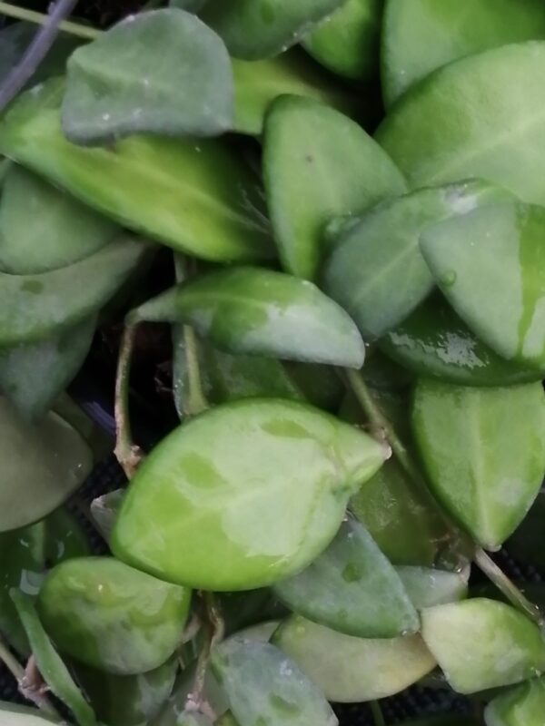 Hoya tsangii