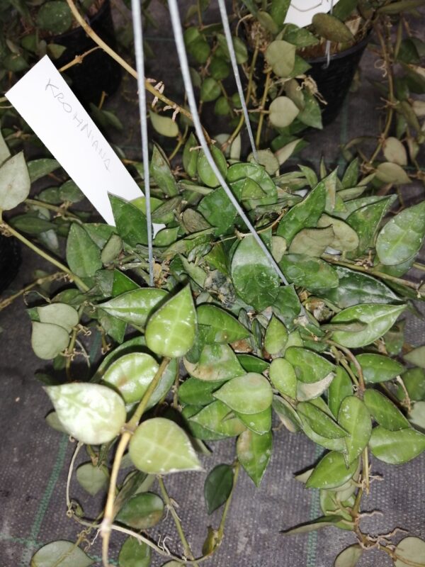 Hoya krohniana