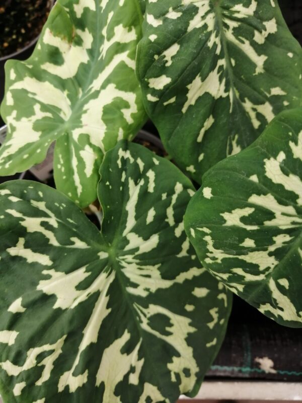 Alocasia Hilo Beauty