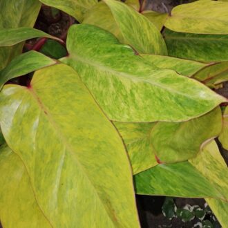 Philodendron Painted Lady