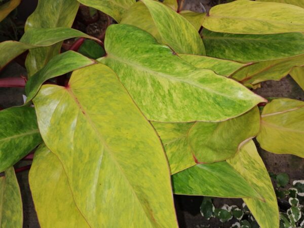 Philodendron Painted Lady