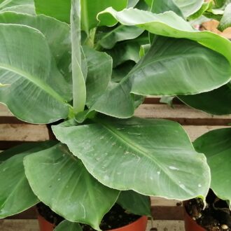 Musa acuminata Dwarf Cavendish