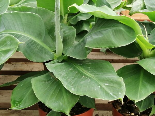 Musa acuminata Dwarf Cavendish