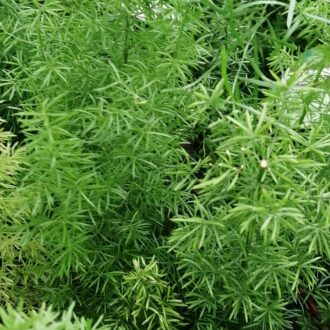 Asparagus meyeri