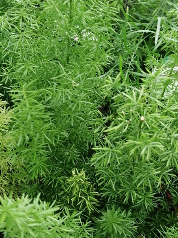 Asparagus meyeri