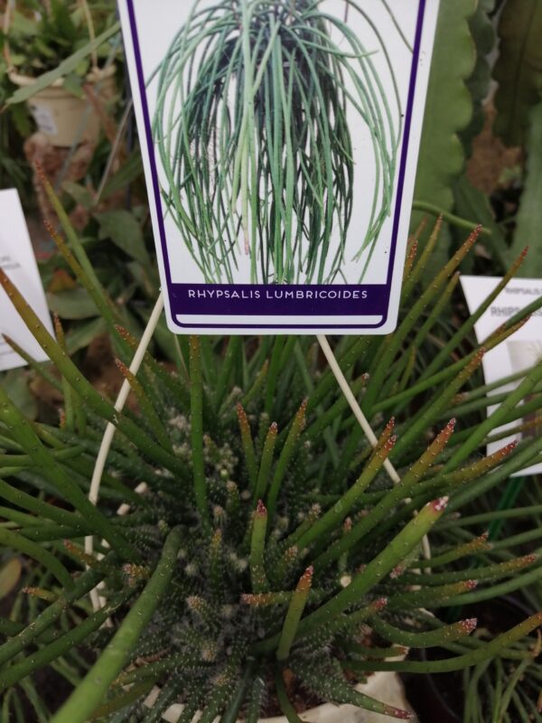 Rhipsalis lumbricoides