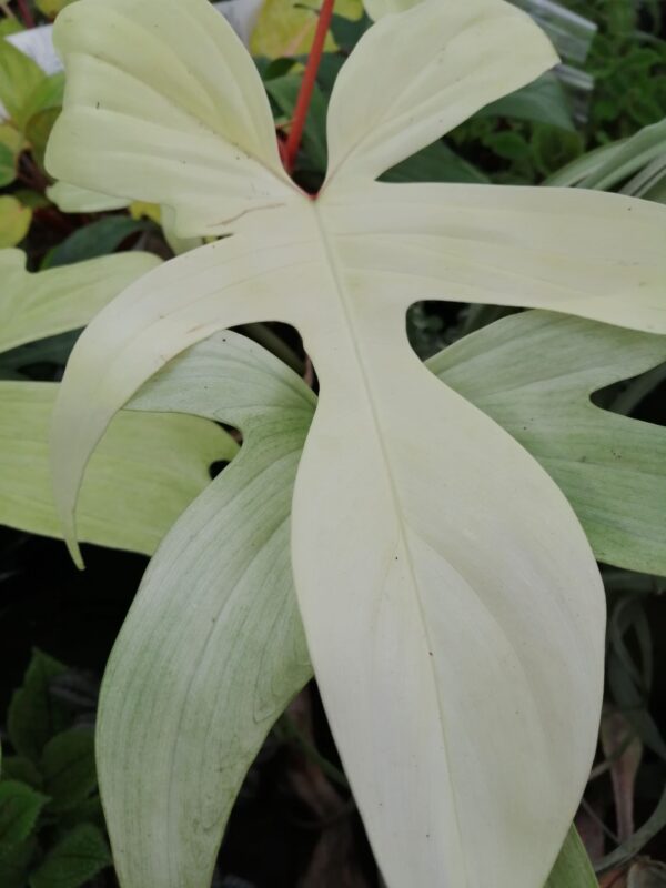 Philodendron Florida Ghost