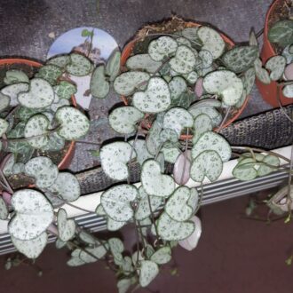 Ceropegia woodii