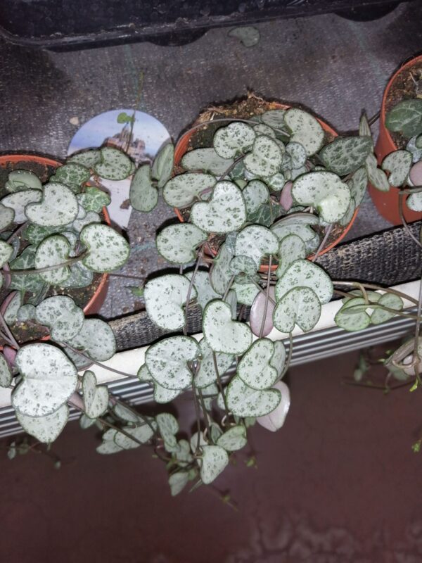 Ceropegia woodii