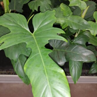 Philodendron Dragon