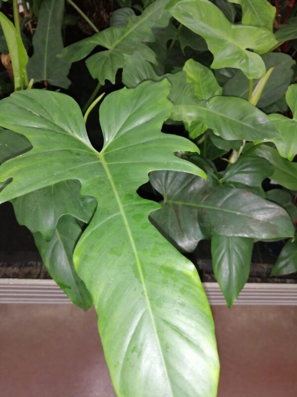 Philodendron Dragon