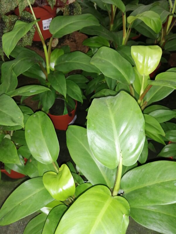 Philodendron Green Lemon