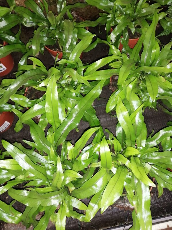 Microsorum diversifolium