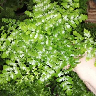 Asplenium Parvati