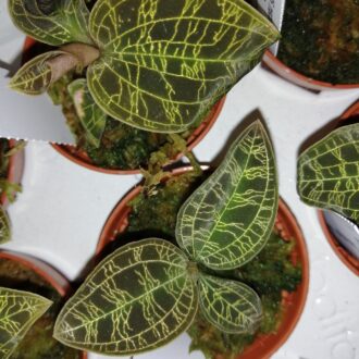 Macodes petola Gold Jewel orchid