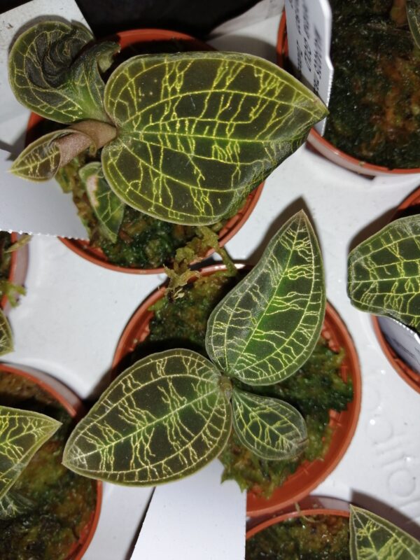 Macodes petola Gold Jewel orchid