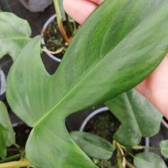 Philodendron Florida Green