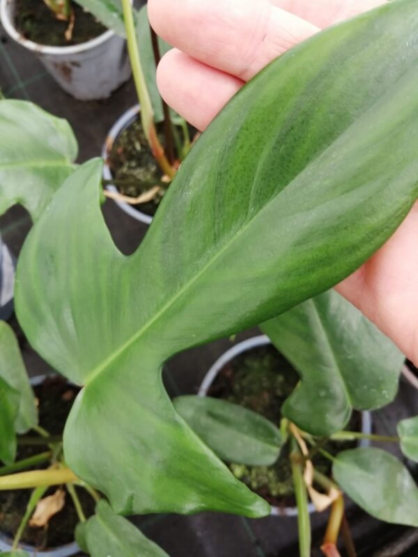 Philodendron Florida Green