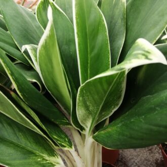 Aglaonema New White