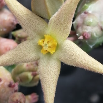 Piaranthus geminatus