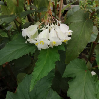Begonia F12