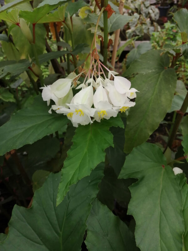 Begonia F12