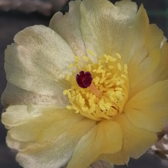 Pterocactus tuberosus