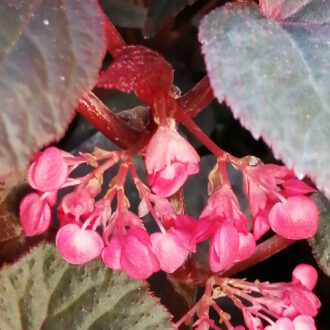 Begonia Baby Grand