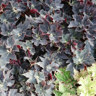 Begonia Black Fang