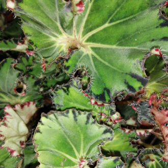 Begonia Fem