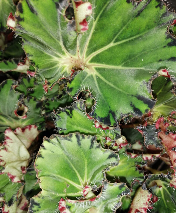 Begonia Fem
