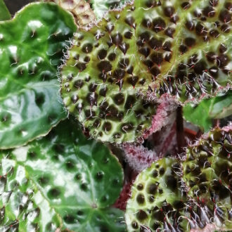 Begonia ferox