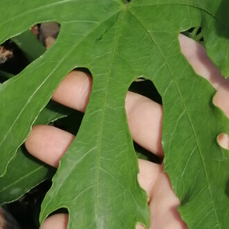 Fatsia polycarpa Green Finger